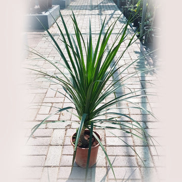 Dracaena Draco